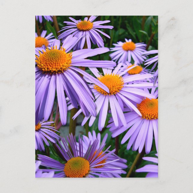 Cartão Postal flor Aster-Tongolensis (Frente)