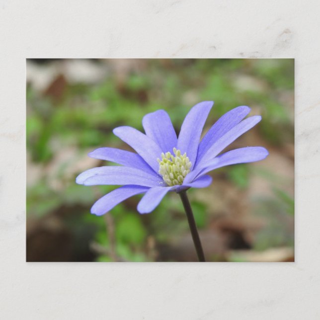 Cartão Postal Flor azul (Frente)