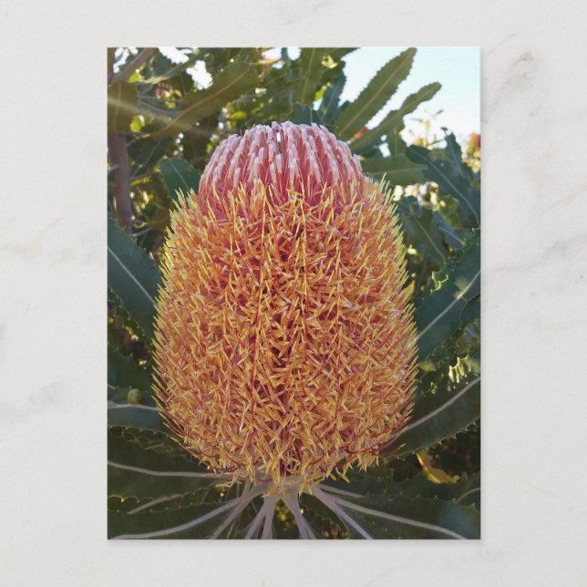Cartão Postal Flor Banksia (Frente)