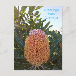 Cartão Postal Flor Banskia Oeste da Austrália