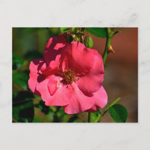 Cartão Postal Flor Begonia Vibrante