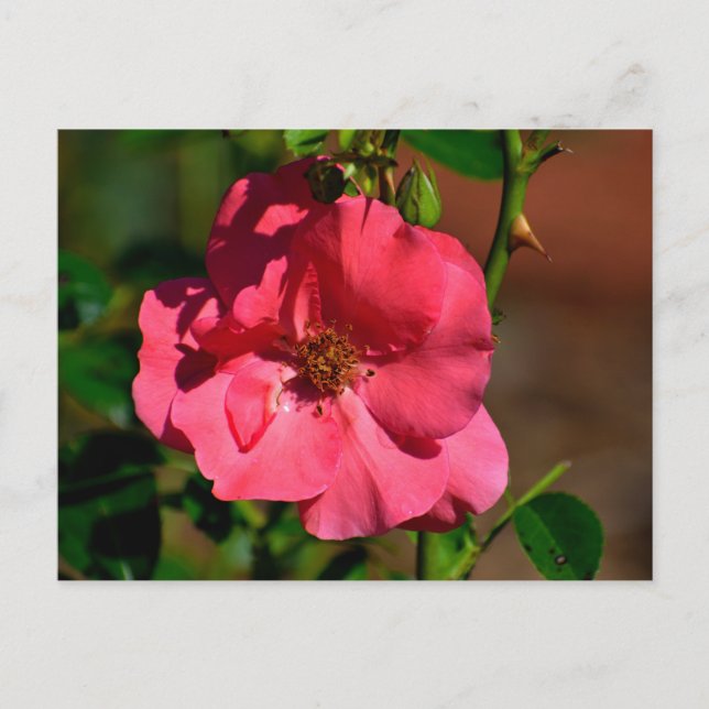 Cartão Postal Flor Begonia Vibrante (Frente)