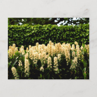Cartão Postal Flor branca