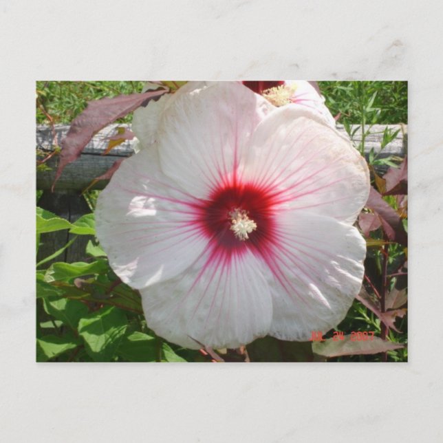 Cartão Postal Flor branca (Frente)