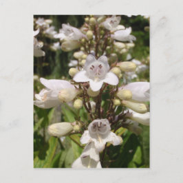 Cartão Postal Flor Branca