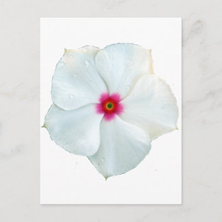 Cartão Postal flor branca