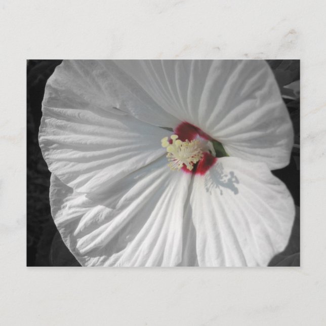 Cartão Postal flor branca (Frente)