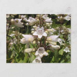 Cartão Postal Flor Branca