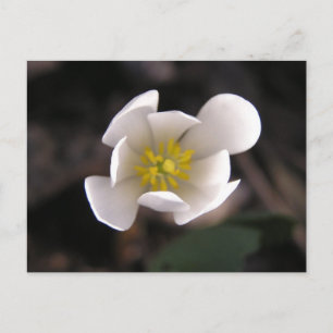 Cartão Postal Flor branca