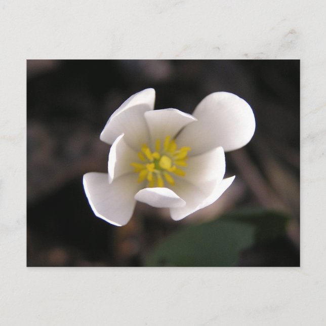Cartão Postal Flor branca (Frente)