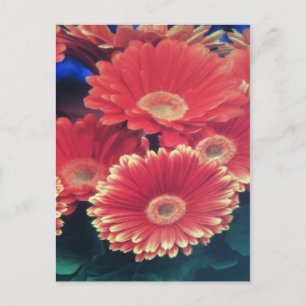 Cartão Postal Flor branca com ponta