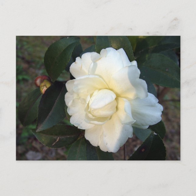 Cartão Postal flor branca da camellia (Frente)
