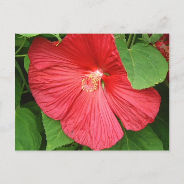 Cartão Postal Flor Brilhante Magenta Hibiscus Floral (Frente)