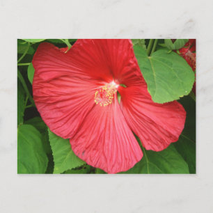 Cartão Postal Flor Brilhante Magenta Hibiscus Floral