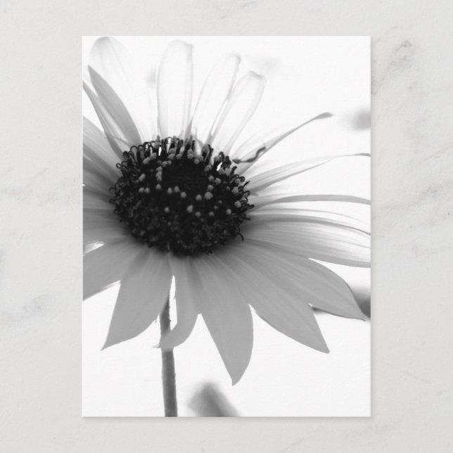 Cartão Postal Flor BW transparente (Frente)