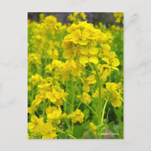 Cartão Postal Flor Canola [Cartão postal] (Frente)
