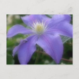 Cartão Postal Flor Clematis Roxo Suave