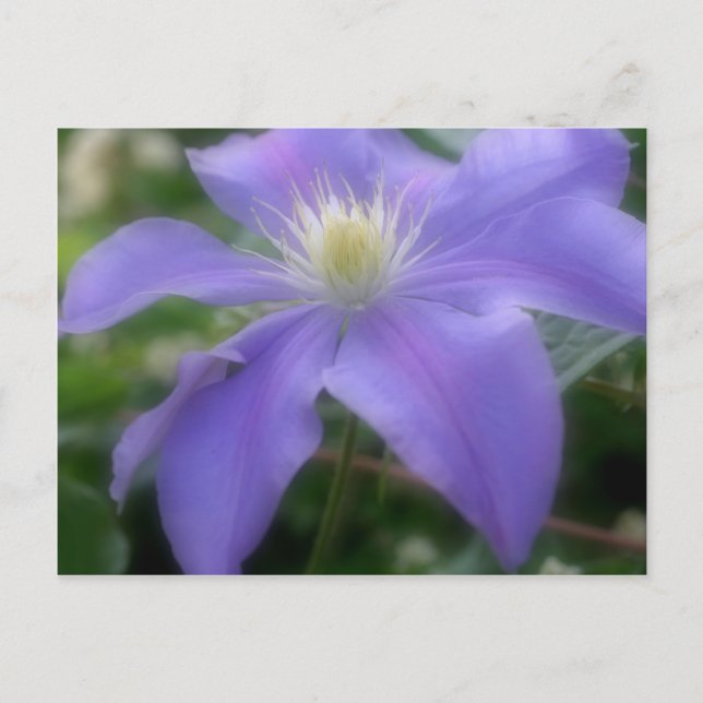 Cartão Postal Flor Clematis Roxo Suave (Frente)