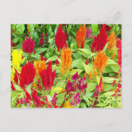 CARTÃO POSTAL FLOR COLORIDO Nº 1