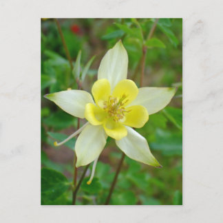 Cartão Postal Flor Columbina em Amarelo