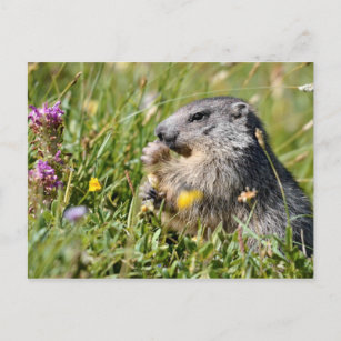Cartão Postal Flor comedora de marmota alpina