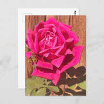 Flor Cor-de-rosa rosa rosa-rosa colorido