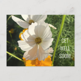 CARTÃO POSTAL FLOR COSMO BRANCA RECUPERE-SE EM BREVE