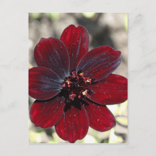 Cartão Postal Flor Cosmos Chocolate