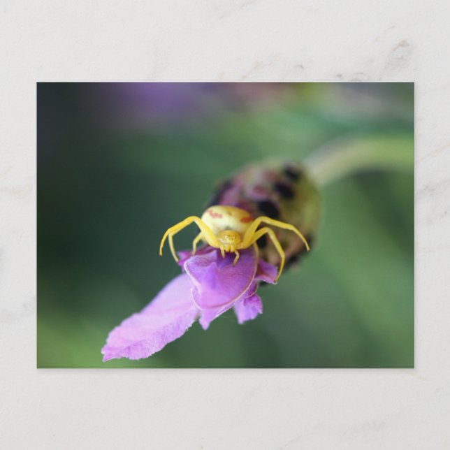 Cartão Postal Flor Crab Spider (Frente)