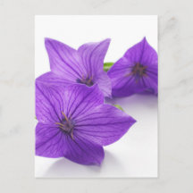 flor da abelha púrpura