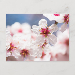 Cartão Postal Flor da amêndoa