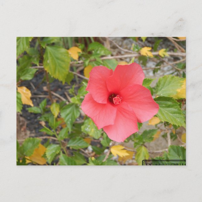 CARTÃO POSTAL FLOR DA DESERT CALIFÓRNIA #1 (Frente)