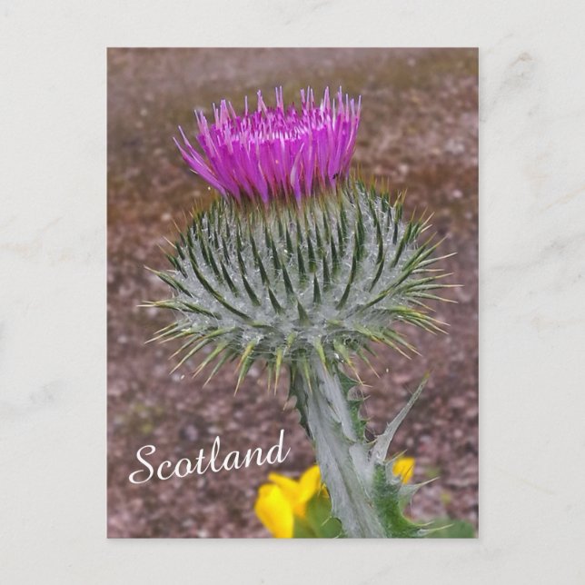 Cartão Postal Flor da Escócia, o Thistle (Frente)