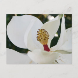 Cartão Postal Flor da magnólia branca do sul floresce perto