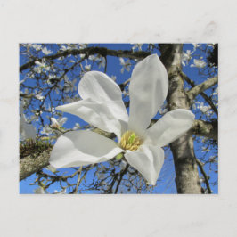 Cartão Postal Flor da Magnolia Branca em Árvore.