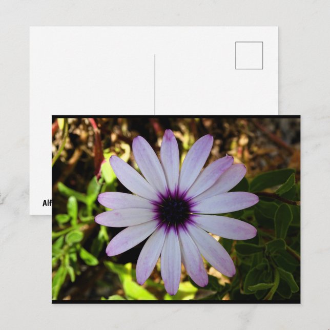 Cartão Postal Flor da Margarida Africana Branca (Frente/Verso)