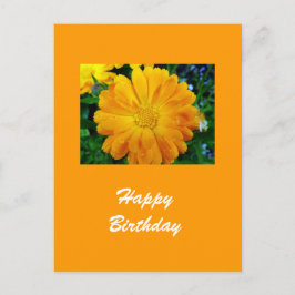 Cartão Postal flor da margarida amarela gerbera