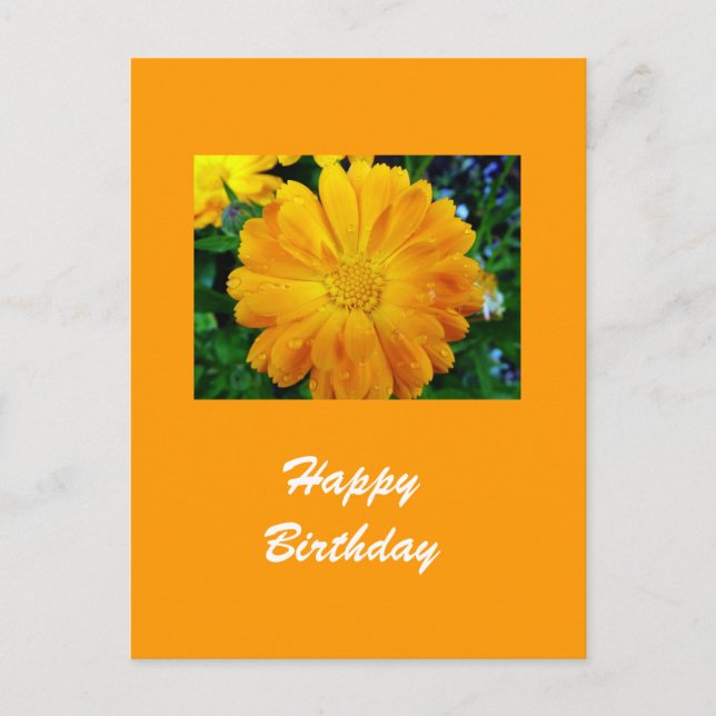 Cartão Postal flor da margarida amarela gerbera (Frente)