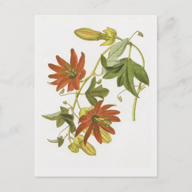 Cartão Postal Flor da paixão (Frente)