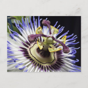Cartão Postal Flor-da-paixão close-up (MR)