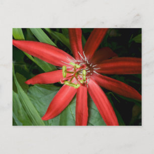 Cartão Postal Flor da Paixão Vermelha