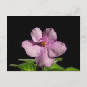 Cartão Postal Flor da violeta africana