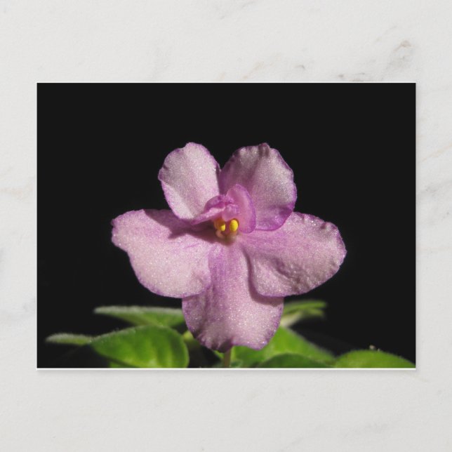 Cartão Postal Flor da violeta africana (Frente)