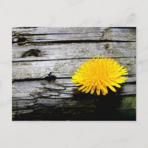 Cartão Postal flor dandelion erva amarela primavera log flor