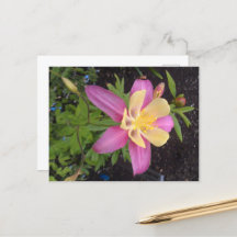 Flor de Alaskan Roxo