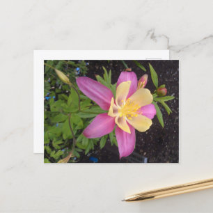 Cartão Postal Flor de Alaskan Roxo