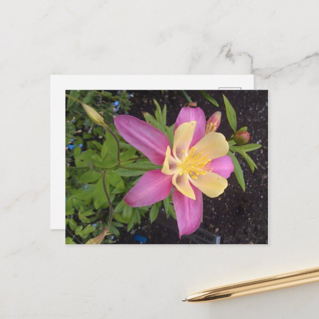 Cartão Postal Flor de Alaskan Roxo (Frente/Verso In Situ)