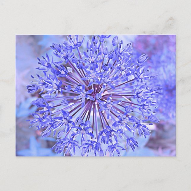 Cartão Postal Flor de Allium em Azul (Frente)