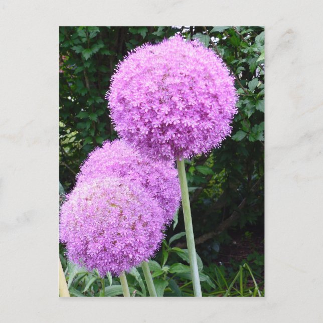 Cartão Postal Flor de Allium Roxo (Frente)
