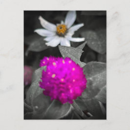 Cartão Postal Flor de Amor-Perfeito Magenta em Cor Seletiva